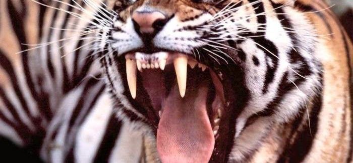Гнів – це завжди погано? або навіщо Бог створив тигра